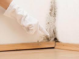 Mold Odor Removal Services in Hawaiian Gardens, CA